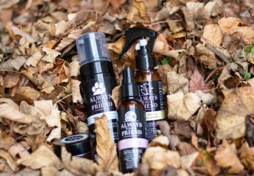 Jesenná rutina pre zdravú srsť a pokožku vášho miláčika